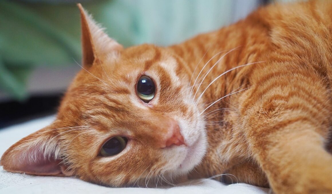 永遠のベテラン子猫、13年間の愛を込めて　With love from my third-cat "Sango"