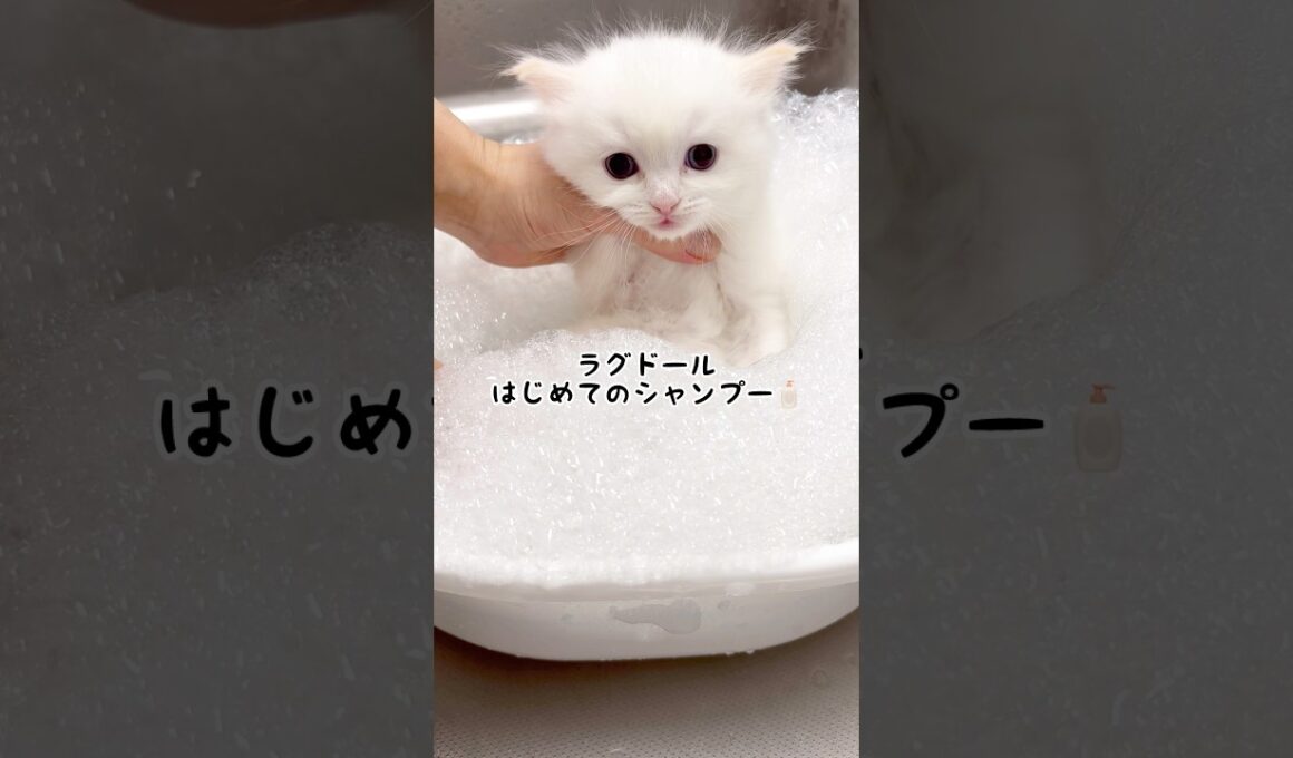 ふわふわイケメンのかわいい男の子/ラグドール子猫