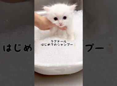 ふわふわイケメンのかわいい男の子/ラグドール子猫
