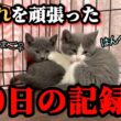 ケージの隅で固まっていた子猫兄妹が巣立ちます。
