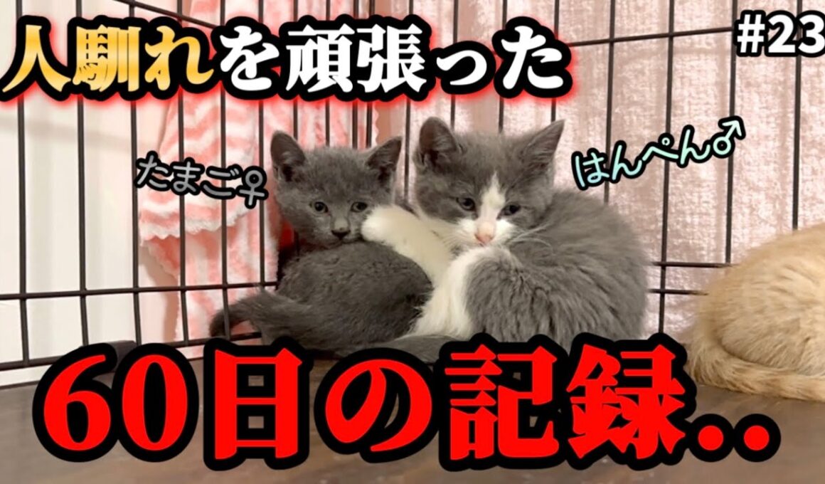 ケージの隅で固まっていた子猫兄妹が巣立ちます。