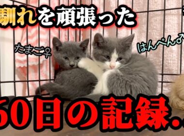 ケージの隅で固まっていた子猫兄妹が巣立ちます。