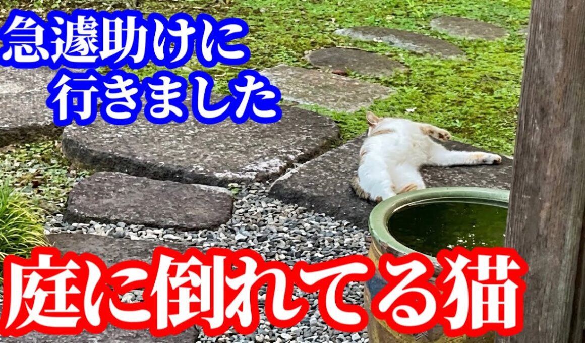 【嘘だろ...】庭に倒れていた野良猫、まさかと思ったらまさかの結末でビックリしました