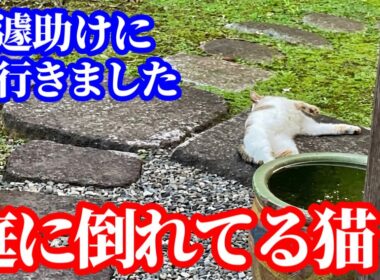 【嘘だろ...】庭に倒れていた野良猫、まさかと思ったらまさかの結末でビックリしました