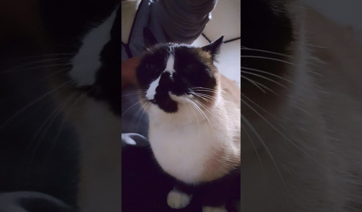 夕方のシャム猫さん#猫 #ねこ #cat #Shorts