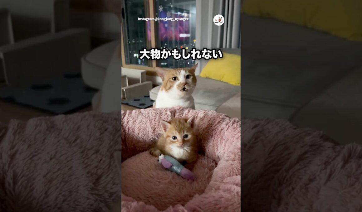 大物の予感がする子猫｜PECO