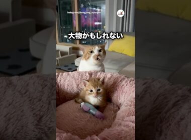 大物の予感がする子猫｜PECO