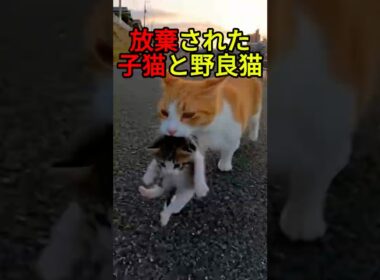 子猫を助けた野良猫【猫感動物語】 #shorts