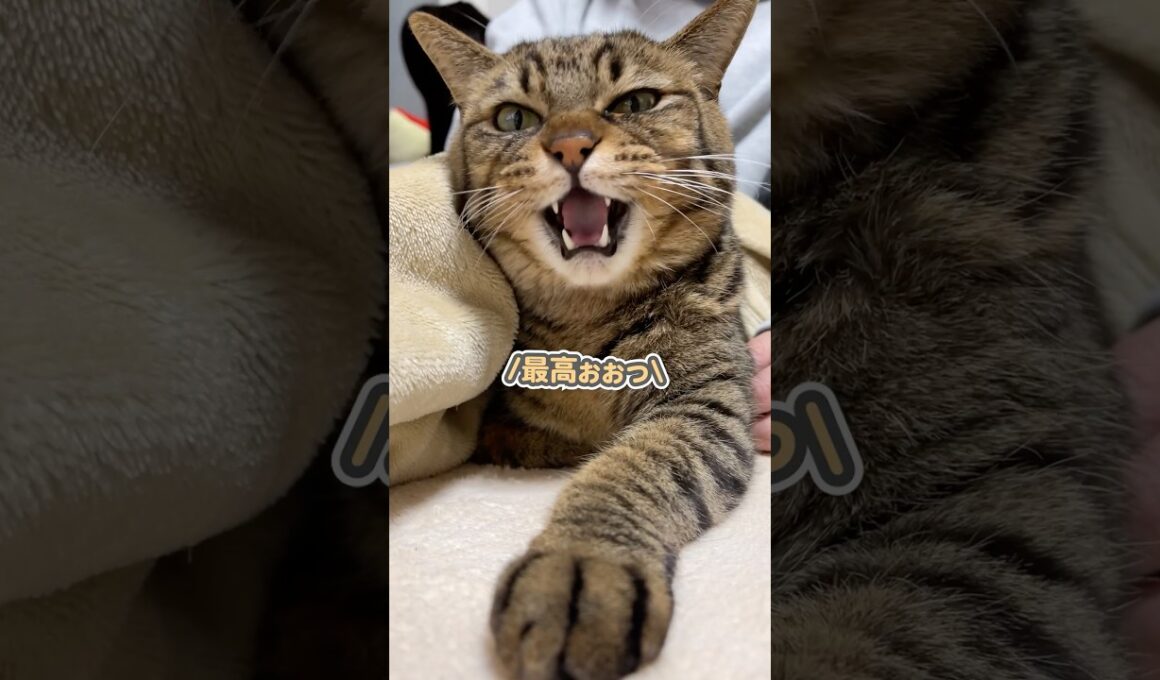 「落ち着くぅ…」と、大好きなママにピタッとくっついて甘える猫