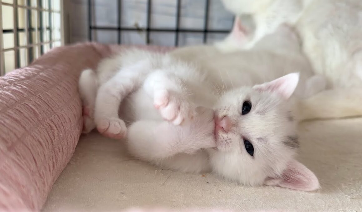 生後23日 おててをアムアムする子猫が悶絶級に可愛すぎた【白玉ちゃん日記#26】The kitten grooming itself was utterly adorable.