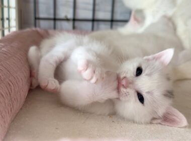 生後23日 おててをアムアムする子猫が悶絶級に可愛すぎた【白玉ちゃん日記#26】The kitten grooming itself was utterly adorable.