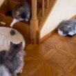 【日常❤︎】個性豊かなもふ猫たちは、今日も自由気ままに暮らしていますwwwノルウェージャンフォレストキャットとターキッシュアンゴラ