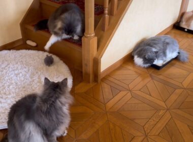 【日常❤︎】個性豊かなもふ猫たちは、今日も自由気ままに暮らしていますwwwノルウェージャンフォレストキャットとターキッシュアンゴラ