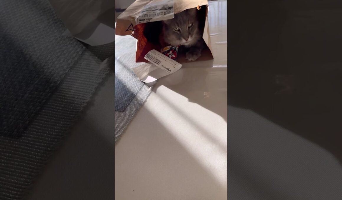 最高 #ねこ動画 #アメリカンカール #猫のいる暮らし