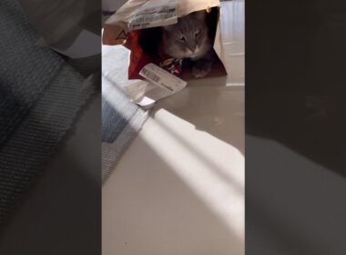 最高 #ねこ動画 #アメリカンカール #猫のいる暮らし