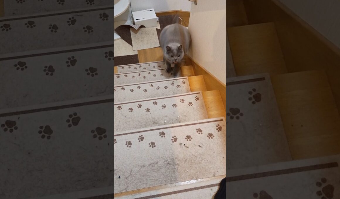 1秒で現れたブリティッシュショートヘア#shorts #猫好きさんと繋がりたい #cat #猫のいる暮らし #猫のいる生活 #british #ねこ