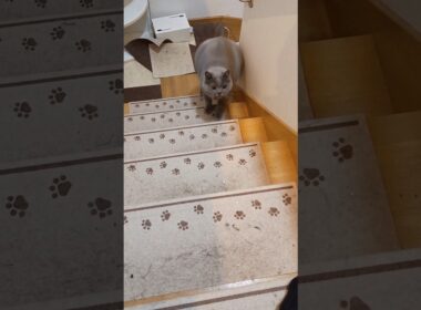 1秒で現れたブリティッシュショートヘア#shorts #猫好きさんと繋がりたい #cat #猫のいる暮らし #猫のいる生活 #british #ねこ