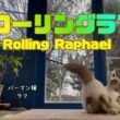 バーマン猫ラフ【ローリングラフ】Rolling Raphael （バーマン猫）Birman/Cat