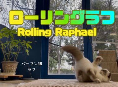 バーマン猫ラフ【ローリングラフ】Rolling Raphael （バーマン猫）Birman/Cat