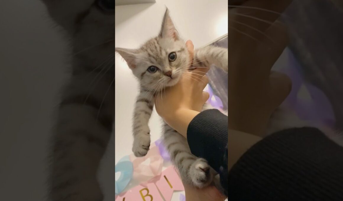 子猫の頃から甘やかされて育った猫がかわいすぎる...!! #cat #猫