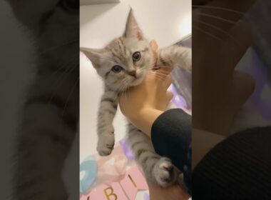 子猫の頃から甘やかされて育った猫がかわいすぎる...!! #cat #猫