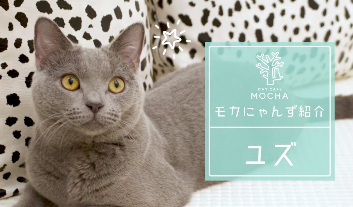 ユズ（シャルトリュー♂）神戸北店