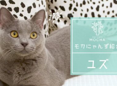 ユズ（シャルトリュー♂）神戸北店