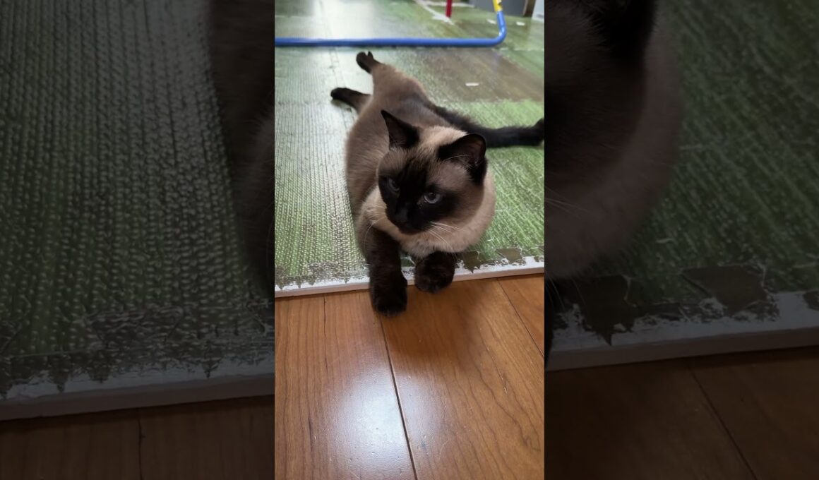 今朝のシャム猫のふくさん【たぬき猫】 #cat #しゃむねこ #猫のいる暮らし #猫好きさんと繋がりたい #ねこ #cute