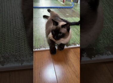 今朝のシャム猫のふくさん【たぬき猫】 #cat #しゃむねこ #猫のいる暮らし #猫好きさんと繋がりたい #ねこ #cute