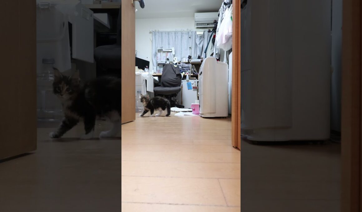 お姉さん猫が入って来て驚くメインクーンの赤ちゃん達