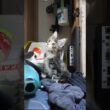 お姉さん猫が入って来て驚くメインクーンの赤ちゃん達