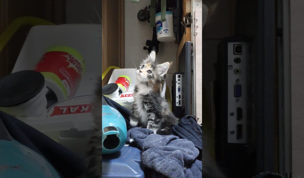 お姉さん猫が入って来て驚くメインクーンの赤ちゃん達