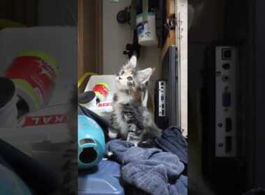 お姉さん猫が入って来て驚くメインクーンの赤ちゃん達