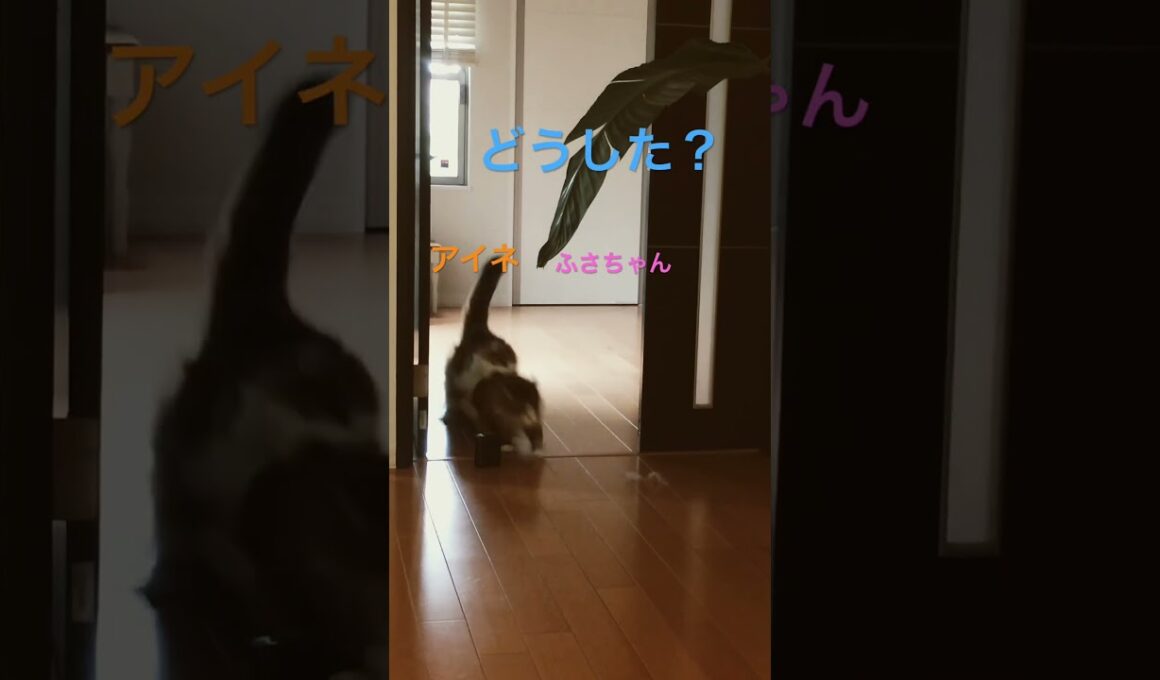 とつぜん！ #cats #cat #pets #ノルウェージャンフォレストキャット #猫 #ノル猫5にゃんねる