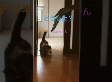 とつぜん！ #cats #cat #pets #ノルウェージャンフォレストキャット #猫 #ノル猫5にゃんねる