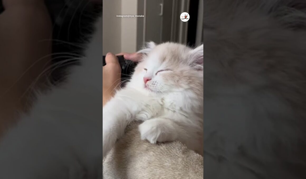 ウトウト…ハッ!しちゃう猫さま｜PECO #スコティッシュフォールド #猫 #愛猫家 #猫のいる暮らし  #scottishfold#cat #catlover #catlife