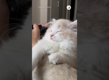 ウトウト…ハッ!しちゃう猫さま｜PECO #スコティッシュフォールド #猫 #愛猫家 #猫のいる暮らし  #scottishfold#cat #catlover #catlife