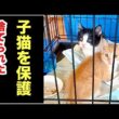 ベランダに捨てられた子猫を保護しました