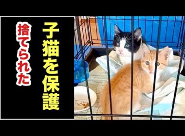 ベランダに捨てられた子猫を保護しました