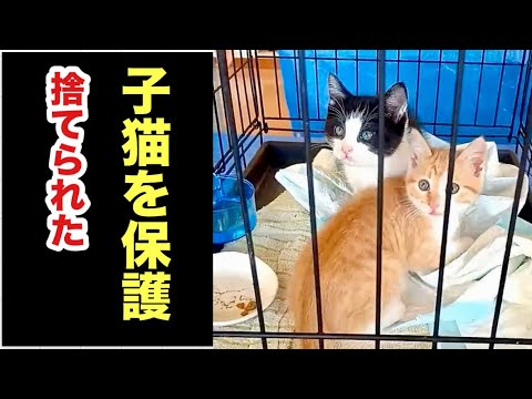 ベランダに捨てられた子猫を保護しました