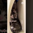 まだ人が怖くてこんなとこに隠れた保護子猫たち｜PECO
