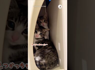まだ人が怖くてこんなとこに隠れた保護子猫たち｜PECO