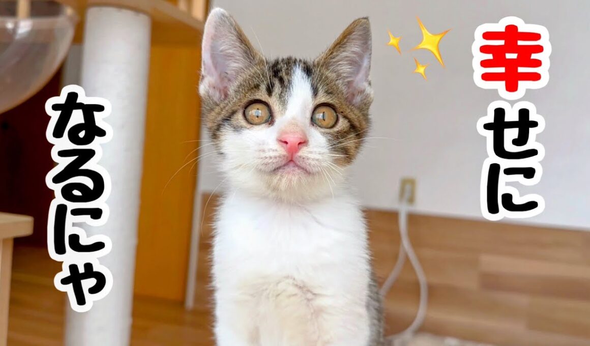 【祝】独りで4日間 鳴き続けた子猫､最高の家族に出会う‼︎