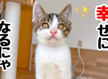 【祝】独りで4日間 鳴き続けた子猫､最高の家族に出会う‼︎