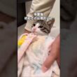 保護されて初めてのお風呂に入る子猫がお利口さんすぎる #保護猫 #子猫 #野良猫 #里親