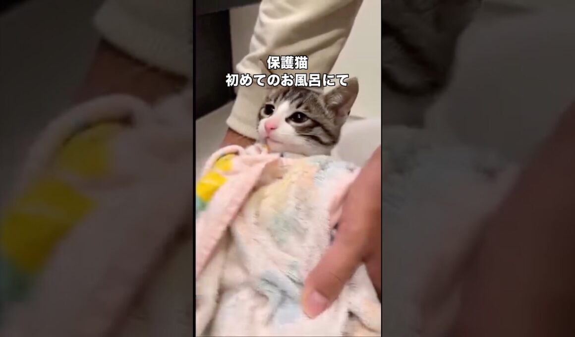 保護されて初めてのお風呂に入る子猫がお利口さんすぎる #保護猫 #子猫 #野良猫 #里親