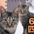 子猫を拾ったら人生変わった。気づけば保護猫6匹