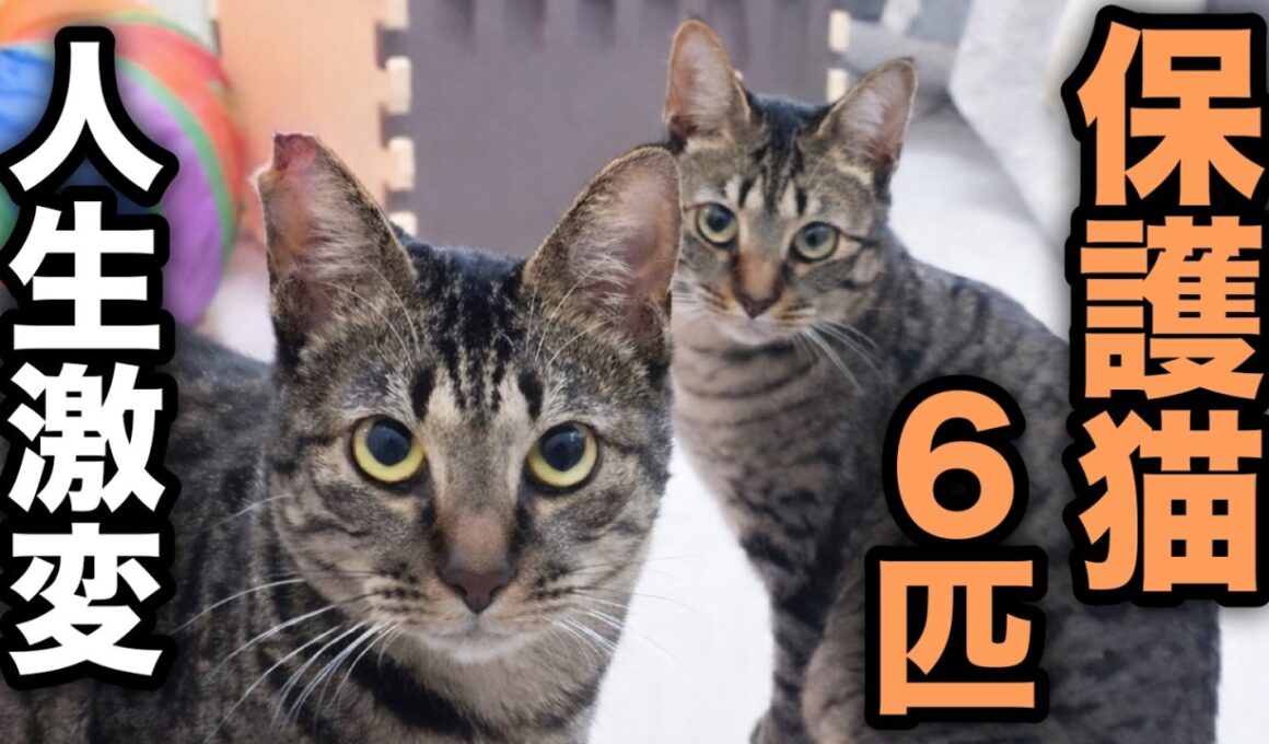 子猫を拾ったら人生変わった。気づけば保護猫6匹