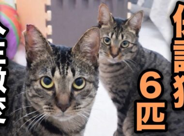 子猫を拾ったら人生変わった。気づけば保護猫6匹