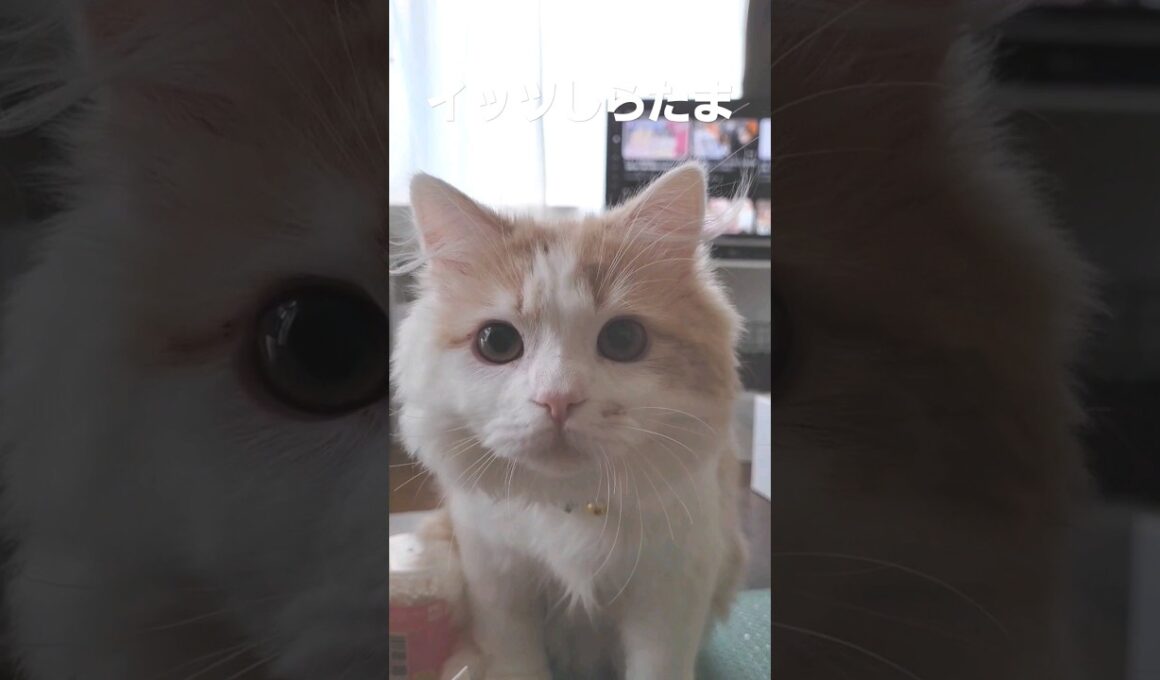 【子猫】イッツしらたま#ラガマフィン #猫動画 #shorts